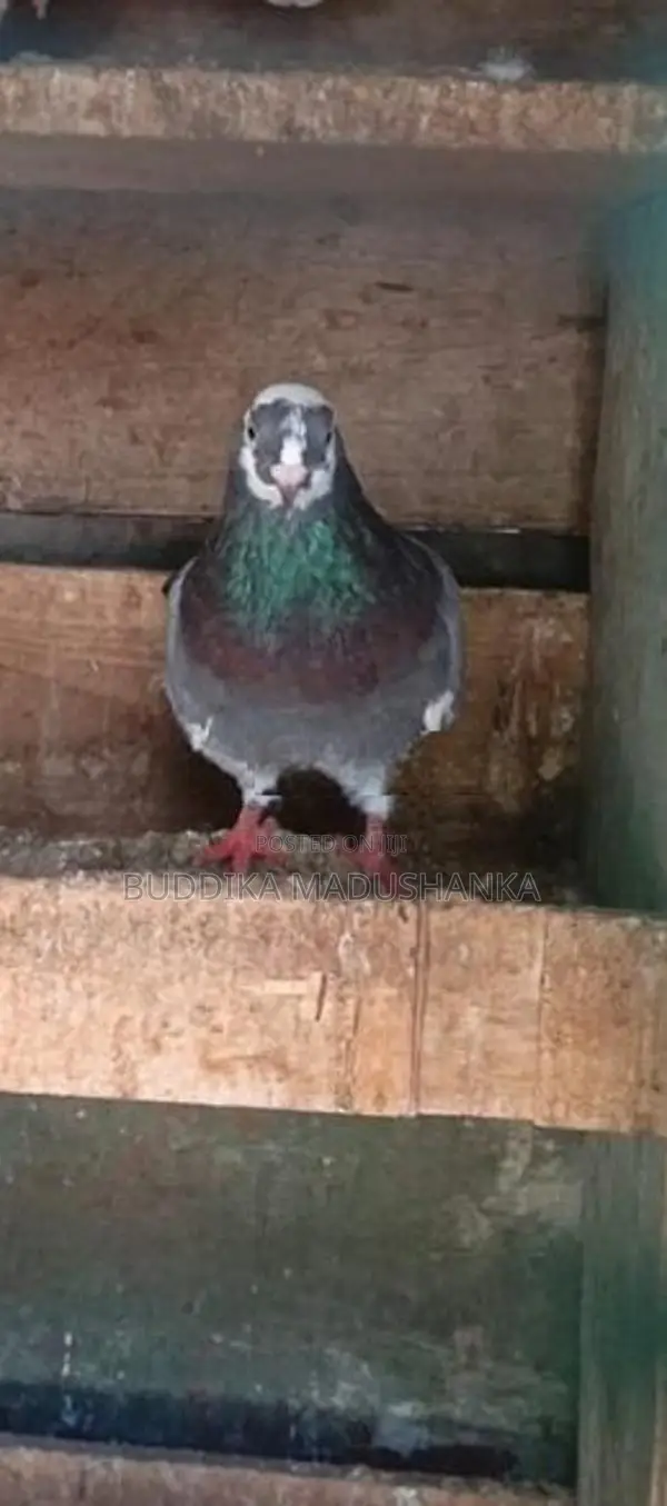 පරවියන්