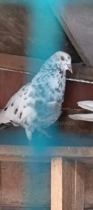 පරවියන්