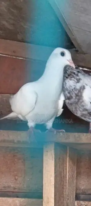 පරවියන්