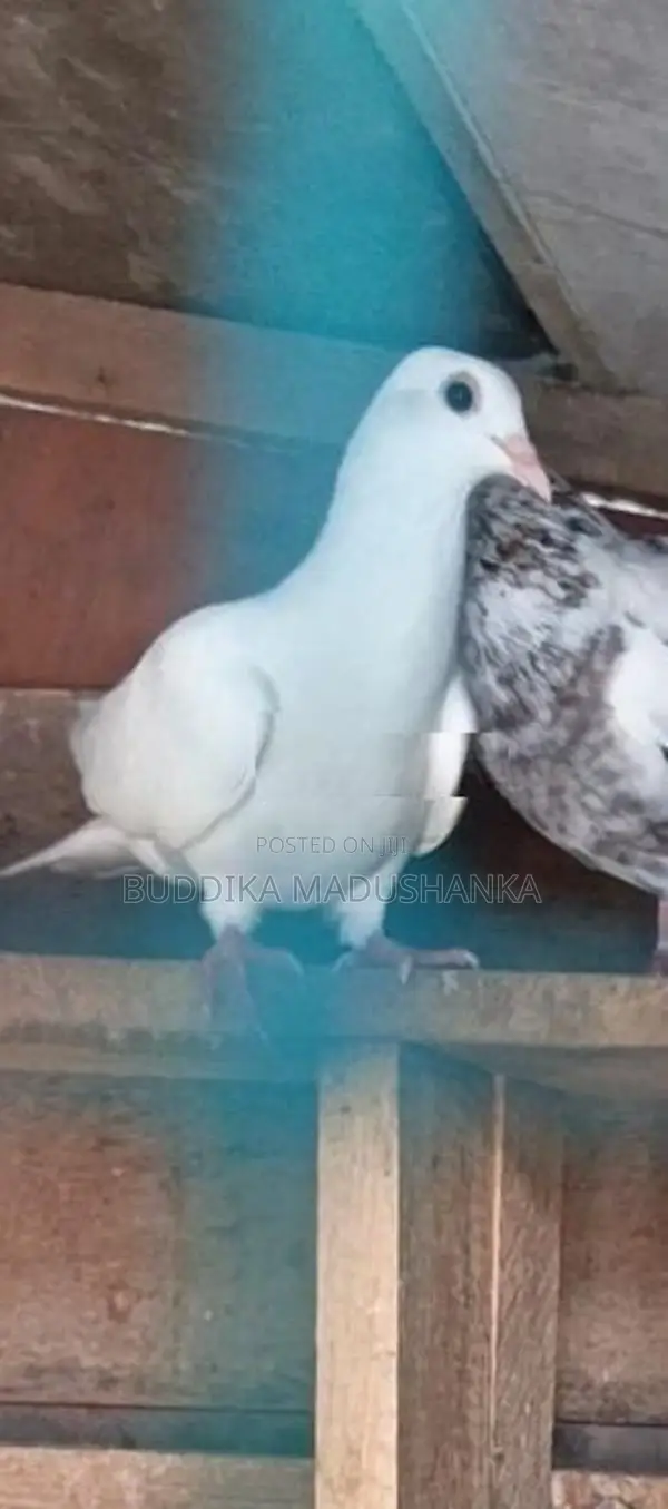 පරවියන්
