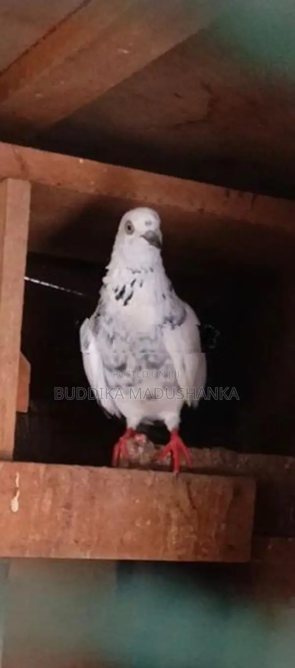 පරවියන්