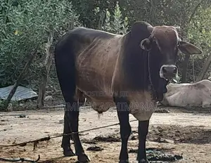 Male Cow