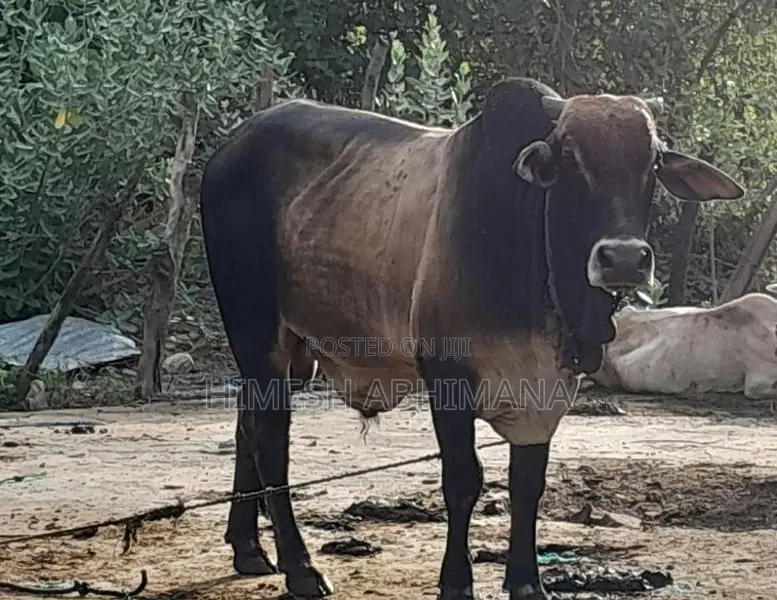 Male Cow