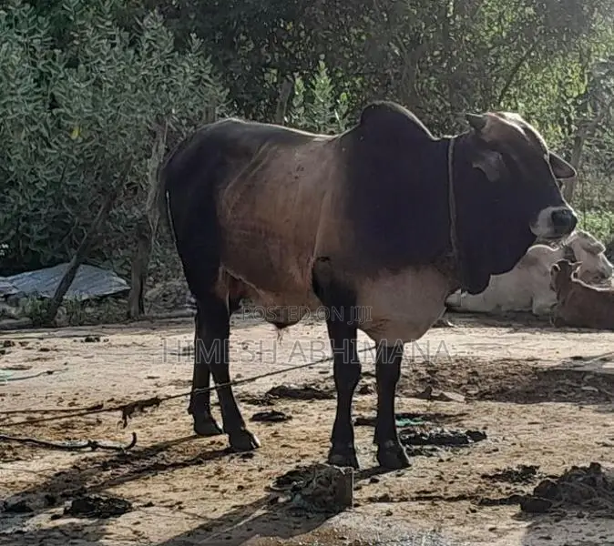 Male Cow