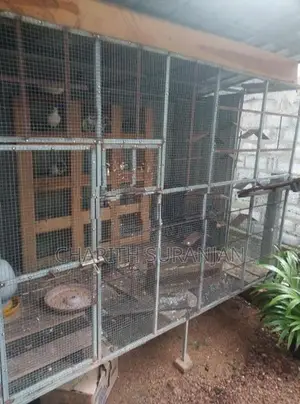 Birds Cage