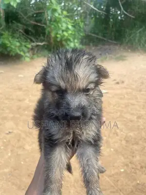 German Shepherd Puppies