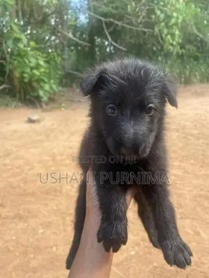 German Shepherd Puppies