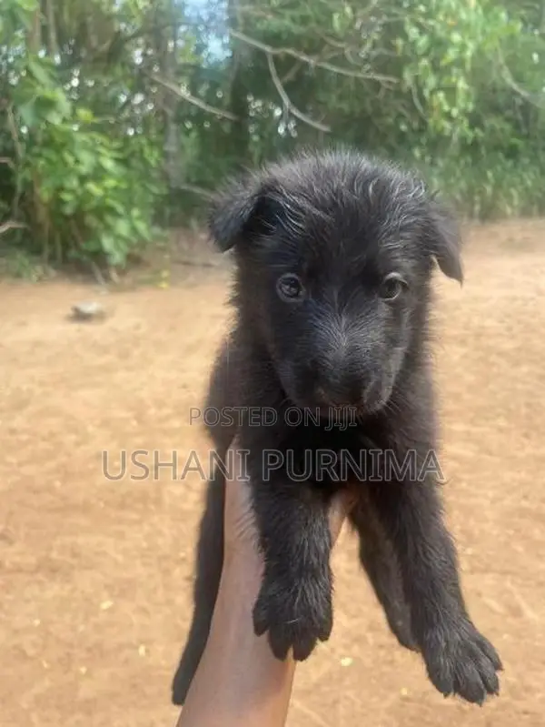 German Shepherd Puppies