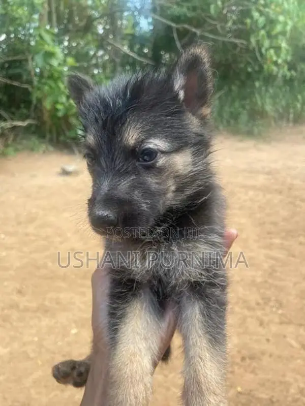 German Shepherd Puppies