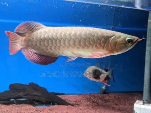 Chilli Red Arowana