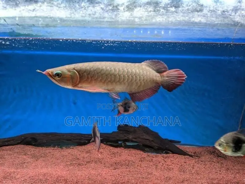 Chilli Red Arowana