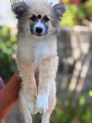 Lion Shepherd Pomeranian