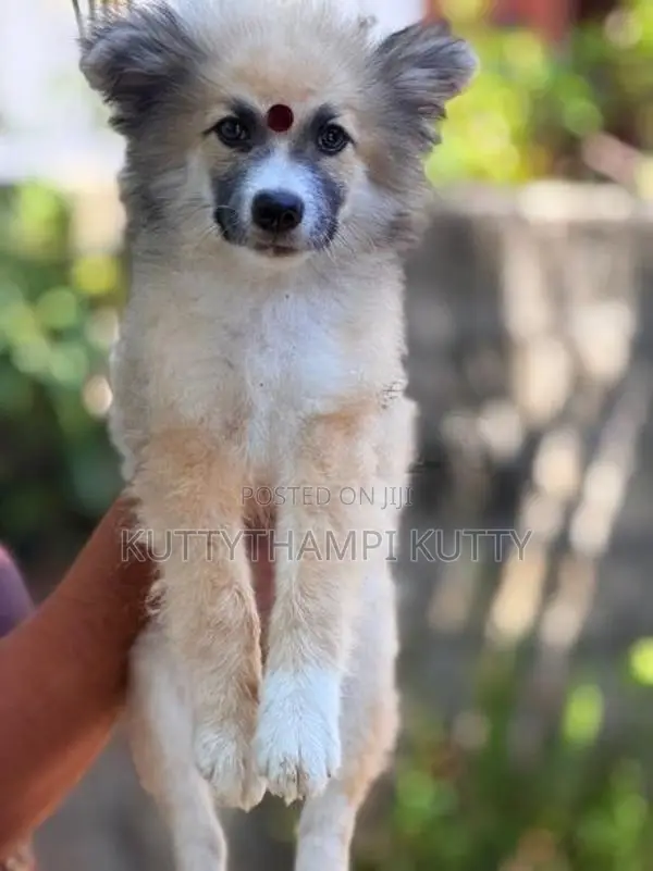 Lion Shepherd Pomeranian