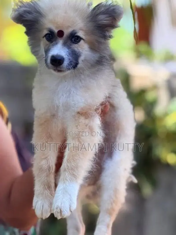 Lion Shepherd Pomeranian
