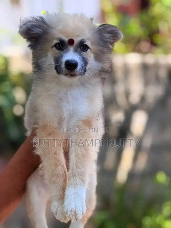 Lion Shepherd Pomeranian