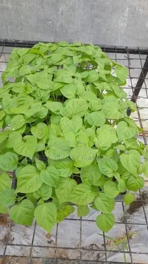 නයිමිරිස් පැල