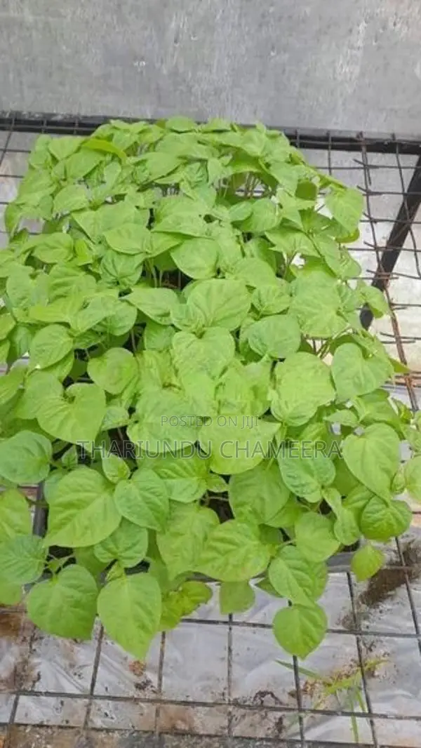 නයිමිරිස් පැල