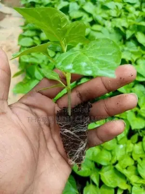 නයිමිරිස් පැල
