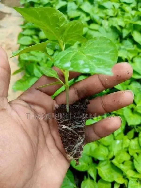 නයිමිරිස් පැල