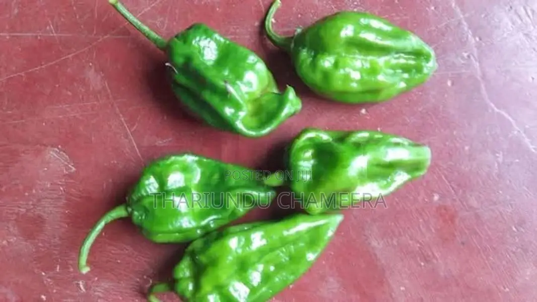 නයිමිරිස් පැල