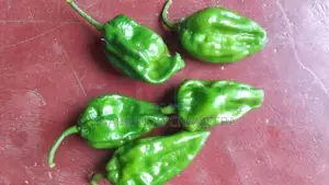 නයිමිරිස් පැල