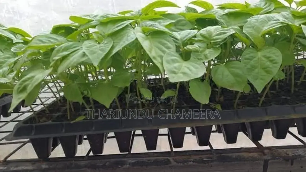 නයිමිරිස් පැල