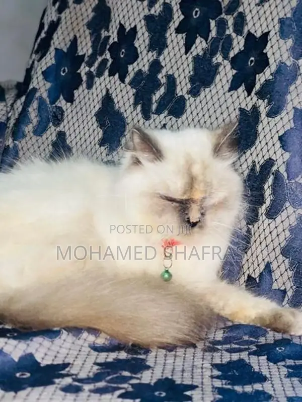 Himalayan Kitten