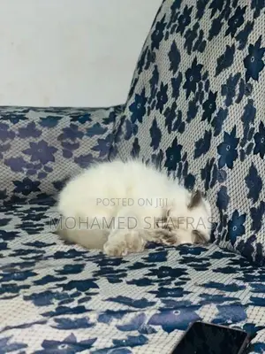 Himalayan Kitten