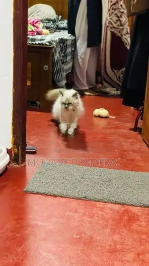 Himalayan Kitten