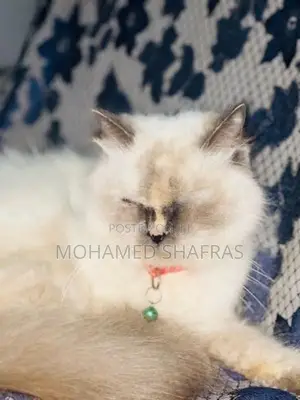 Himalayan Kitten