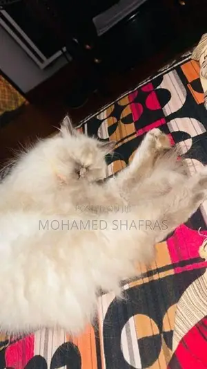 Himalayan Kitten