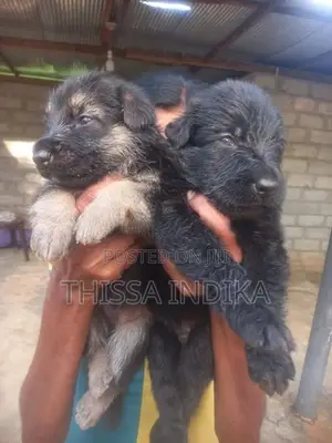 German Shepherd Puppy