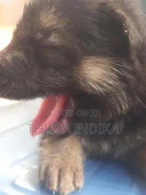German Shepherd Puppy