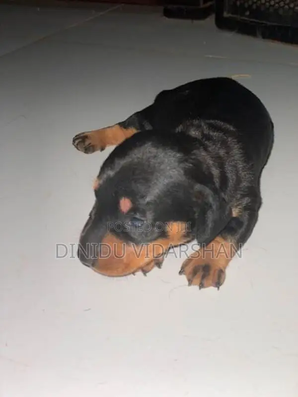 Dachshund Dog