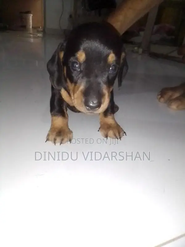 Dachshund Dog