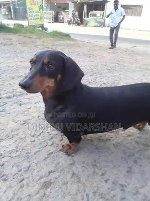 Dachshund Dog