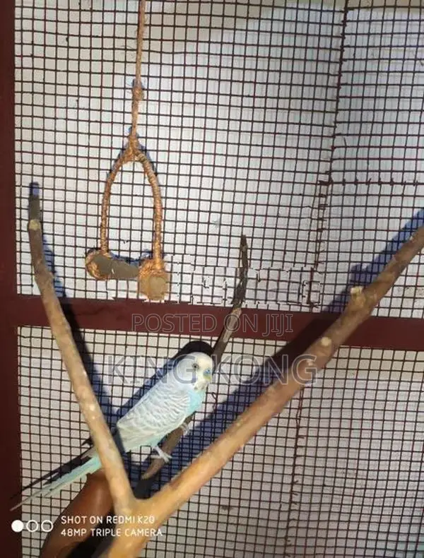 Love Birds