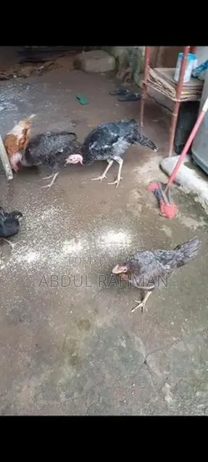 Chicken