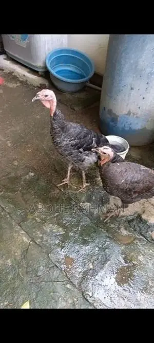 Chicken