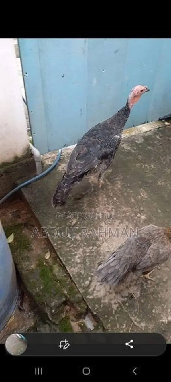 Chicken