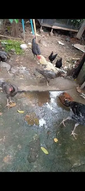 Chicken