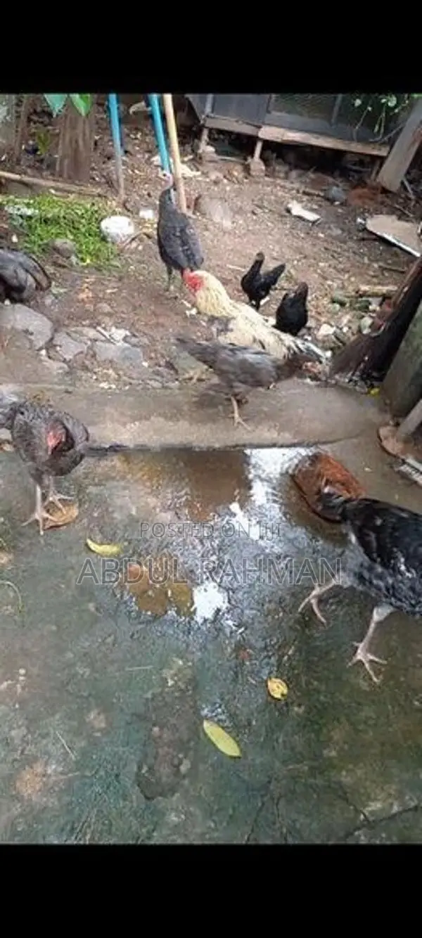 Chicken
