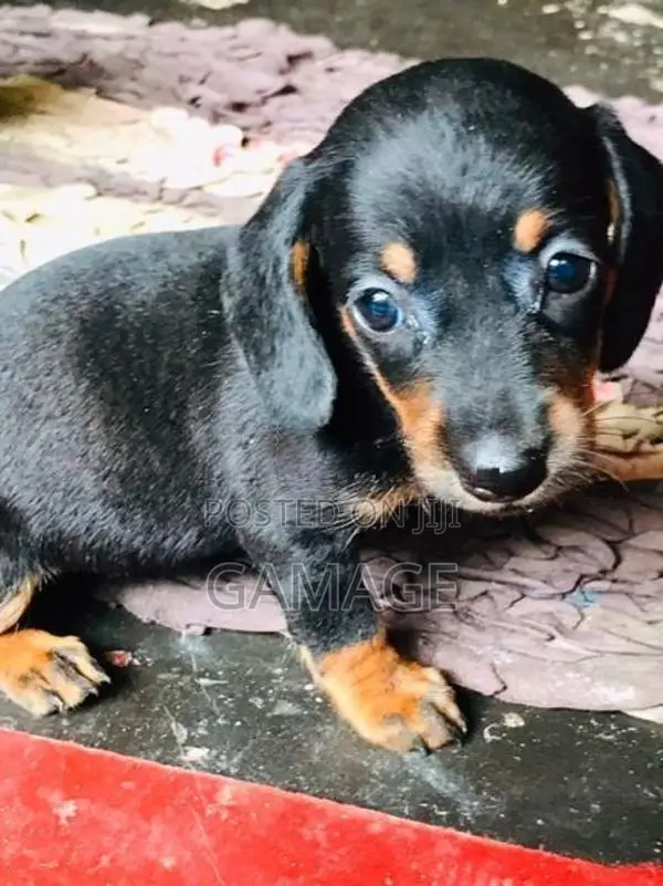 Dachshund Puppies