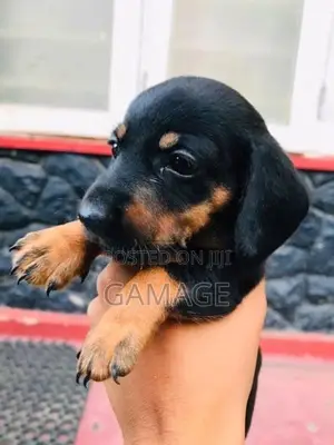 Dachshund Puppies