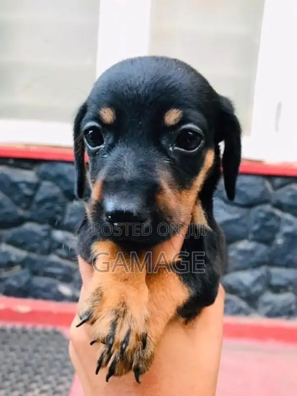 Dachshund Puppies