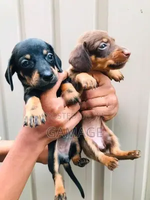 Dachshund Puppies
