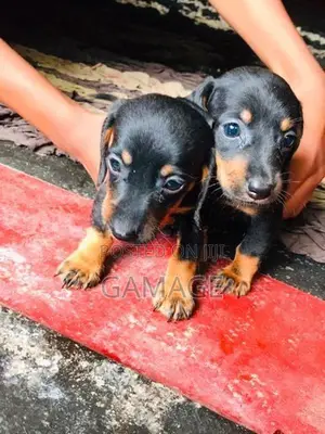 Dachshund Puppies