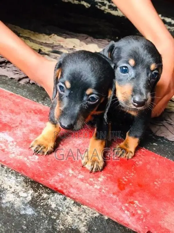 Dachshund Puppies