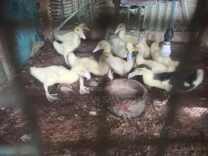 Ducks