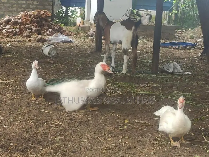 Ducks